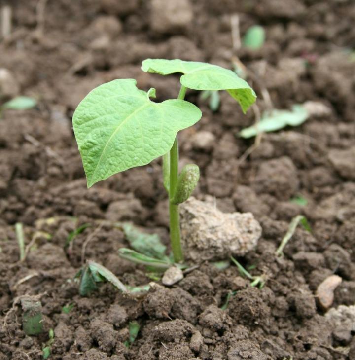 Vegetable Seedling Identification Pictures and Descriptions The Old